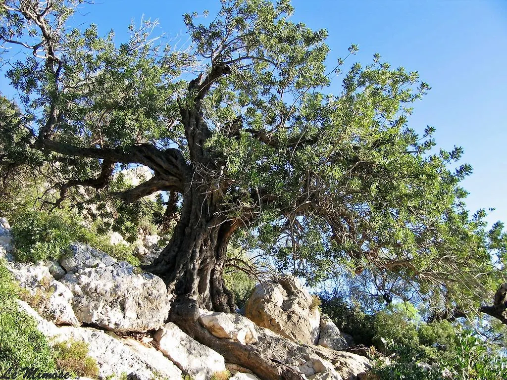 Appartamenti Le Mimose Santa Maria Navarrese 0*,  İtalya